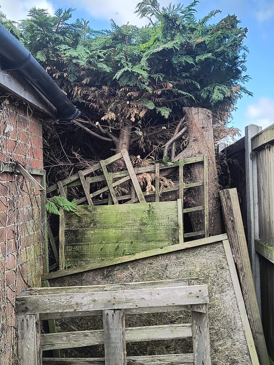 An overgrown cypress rising behind a garage wall, with old fence panels and pallets stacked underneath it